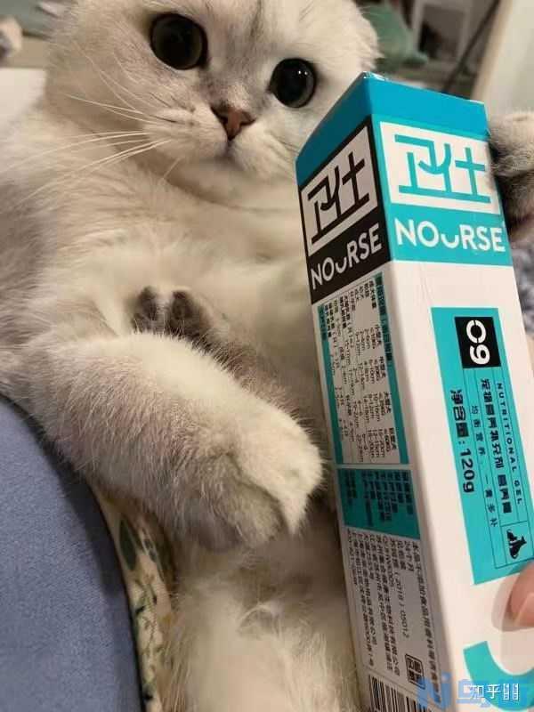 猫能不能吃多种营养品？