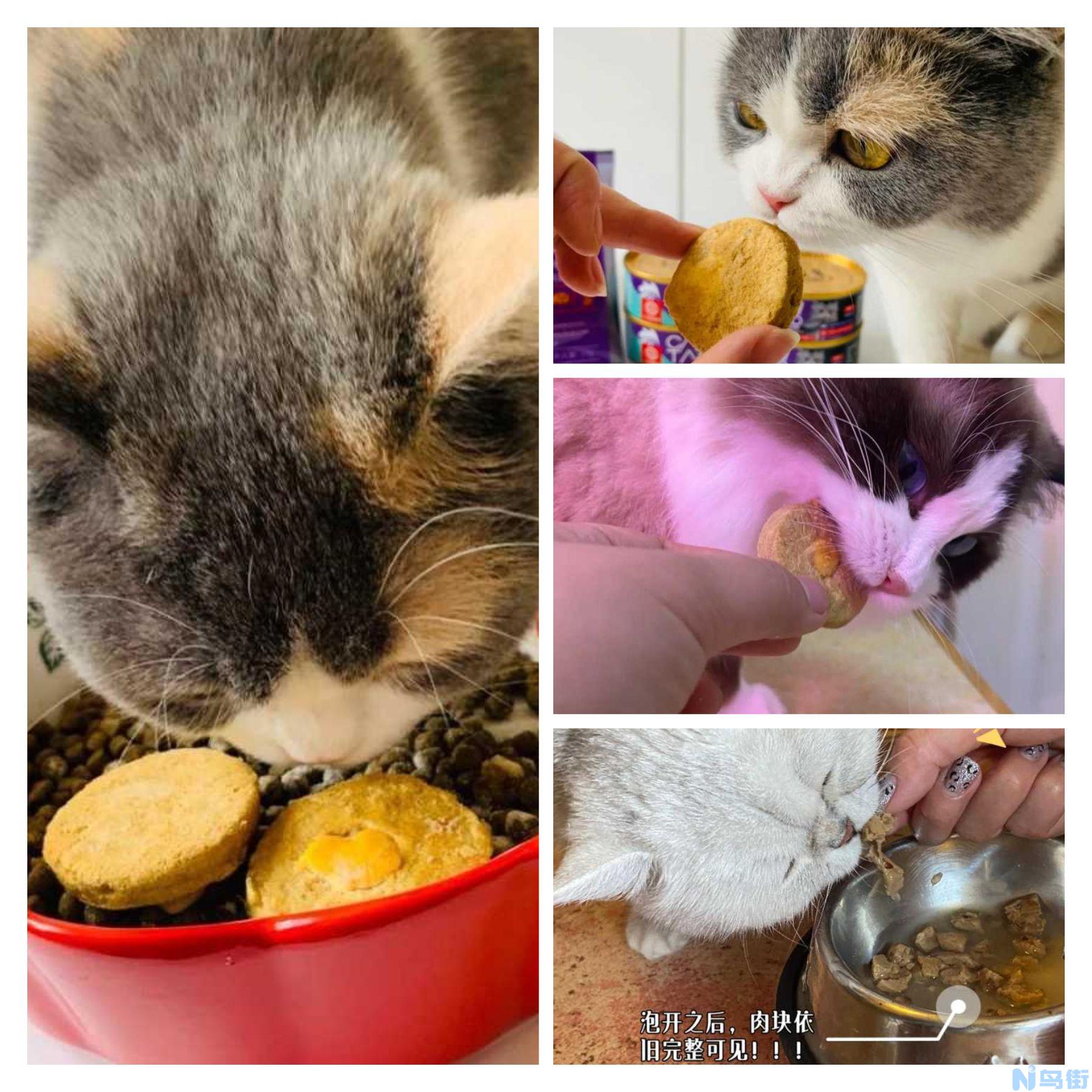 猫能不能吃谷物？