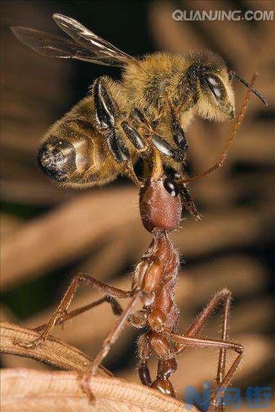 狗能不能吃昆虫？