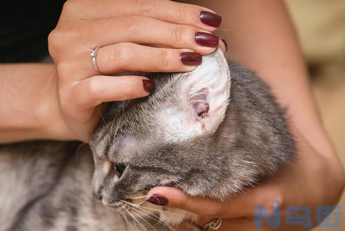 猫耳朵热鼻子是冷的？