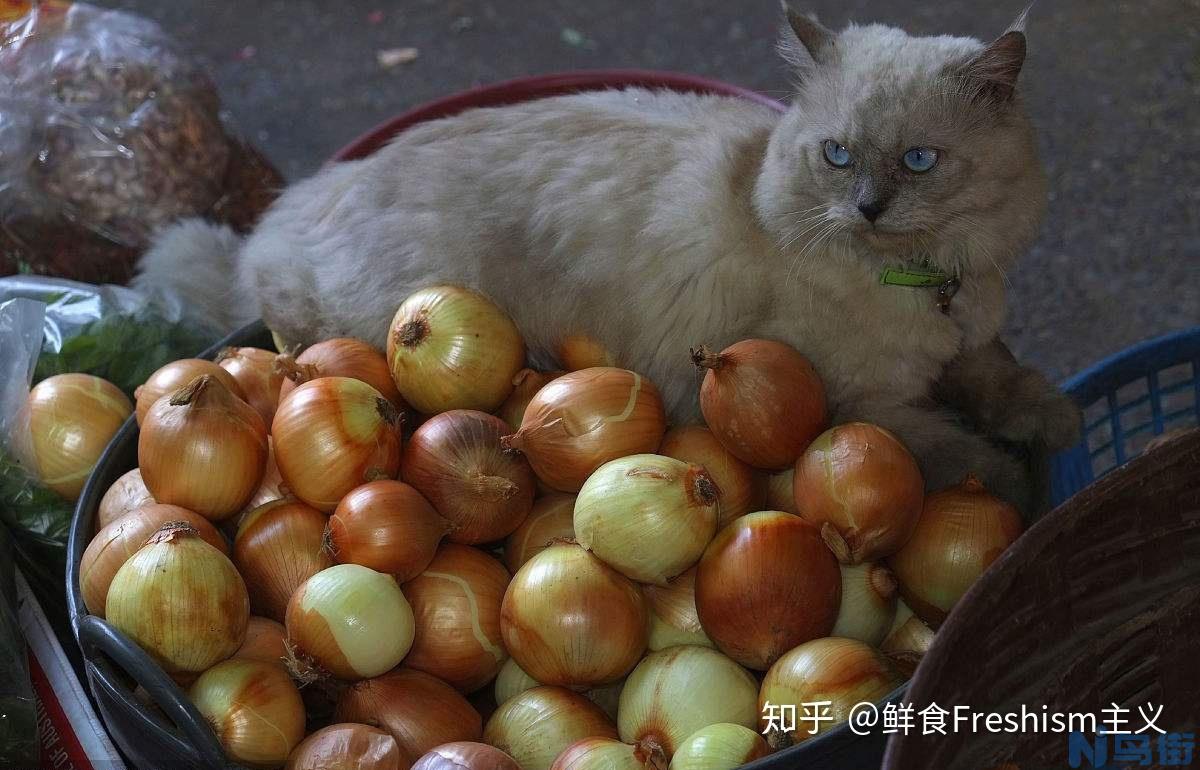 猫能不能吃蚕豆？