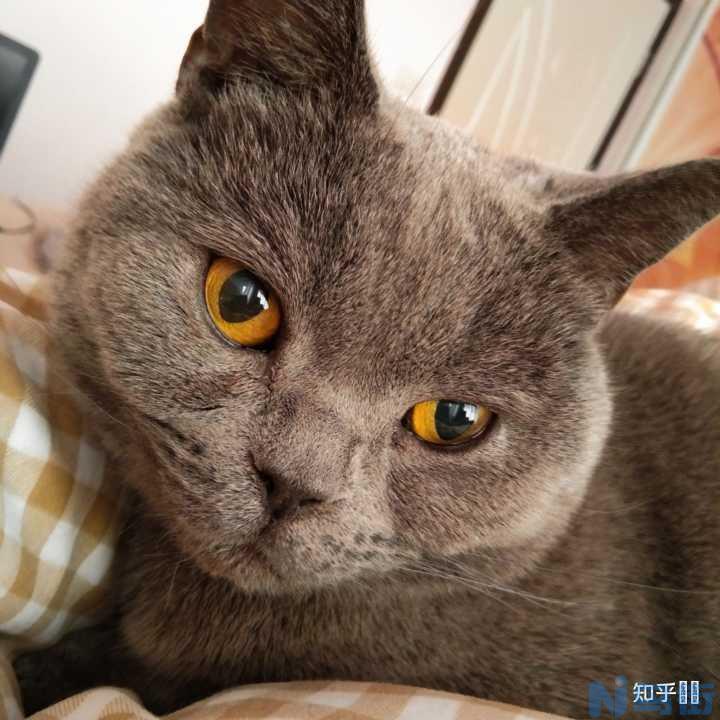 猫晚上才吃东西？