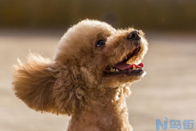 泰迪犬缺钙的症状？