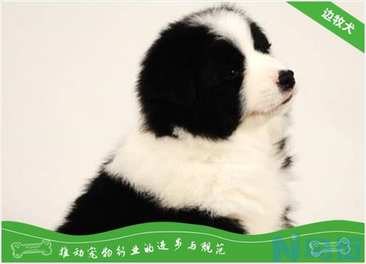 边牧是牧羊犬吗？