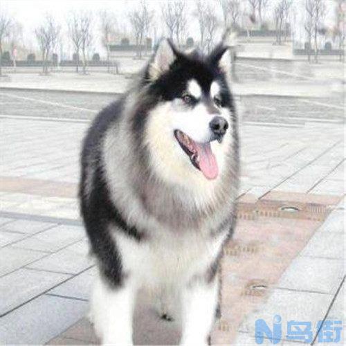 阿拉斯加犬吃什么钙片？