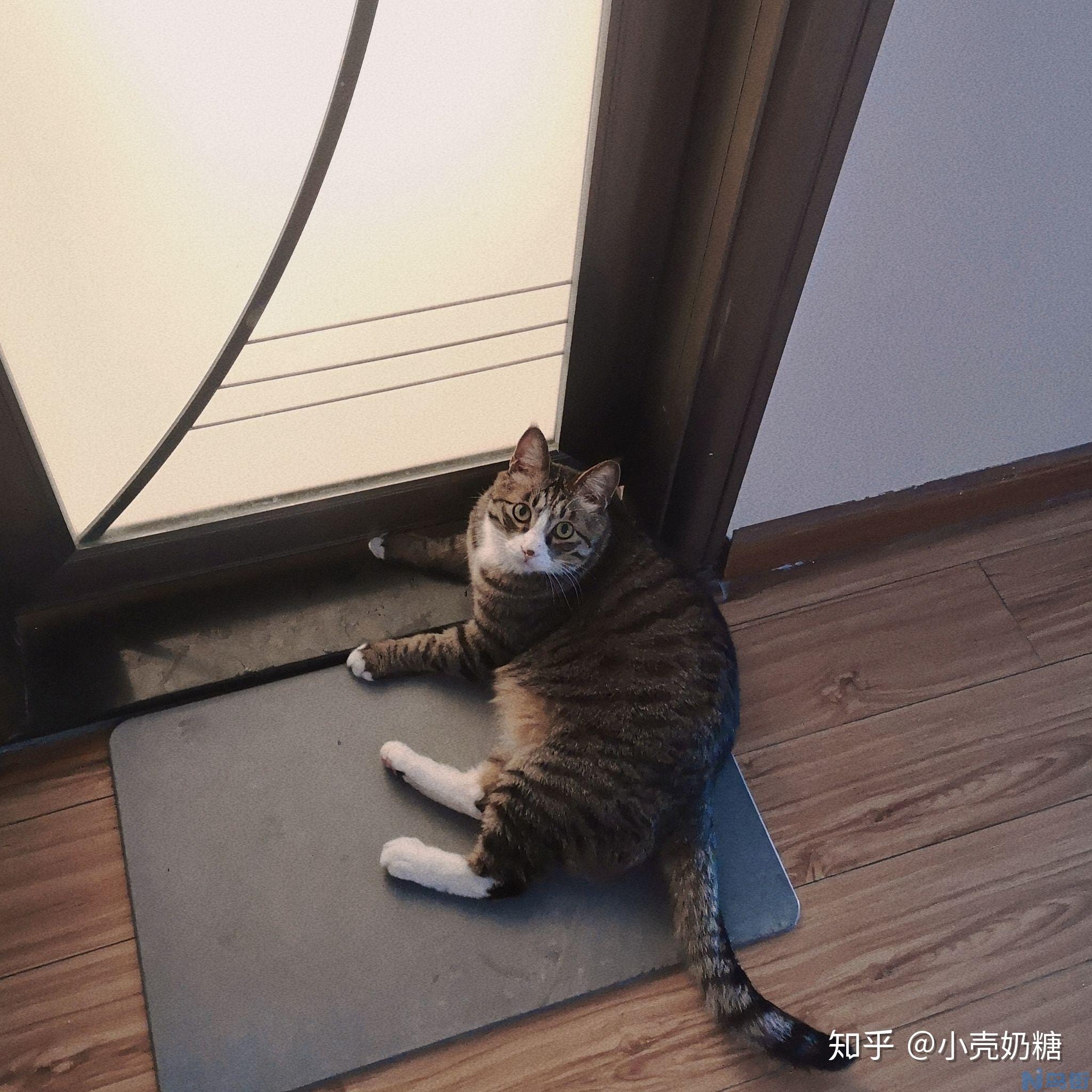 猫鼻子上黑点是什么？