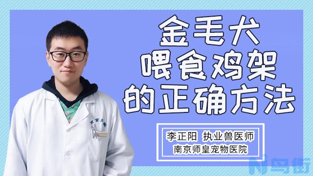 金毛吃鸡架的正确方法？