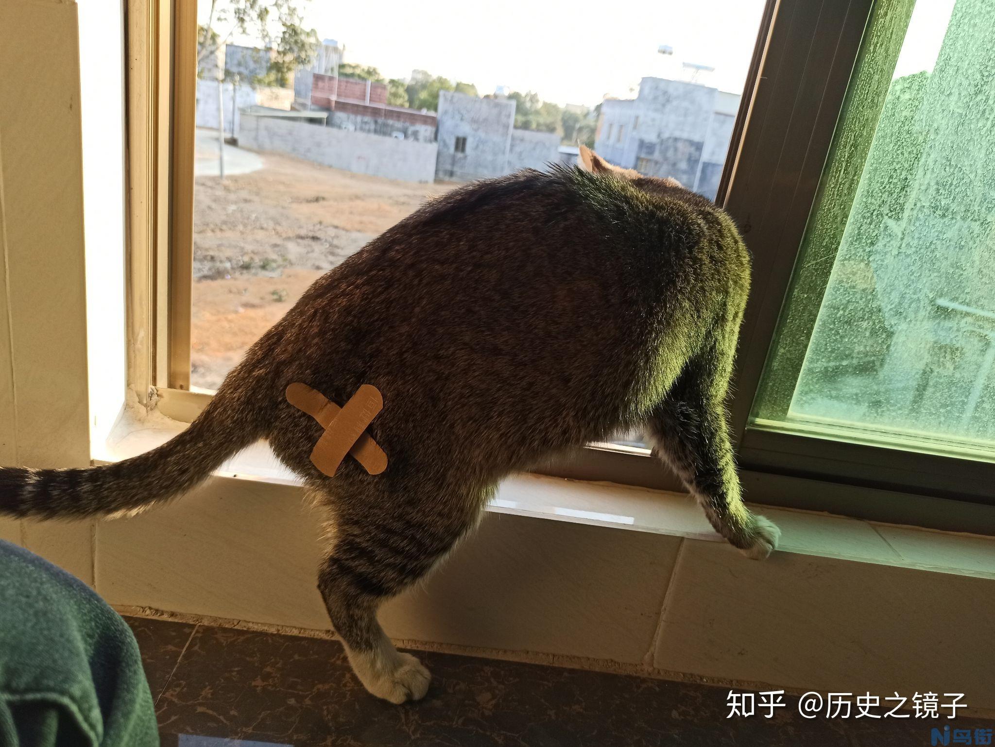 猫前腿肿了？