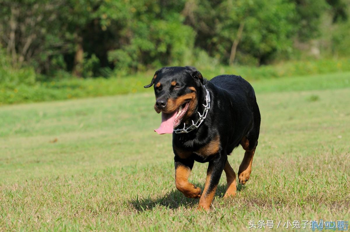 阿拉斯加犬护主能力？