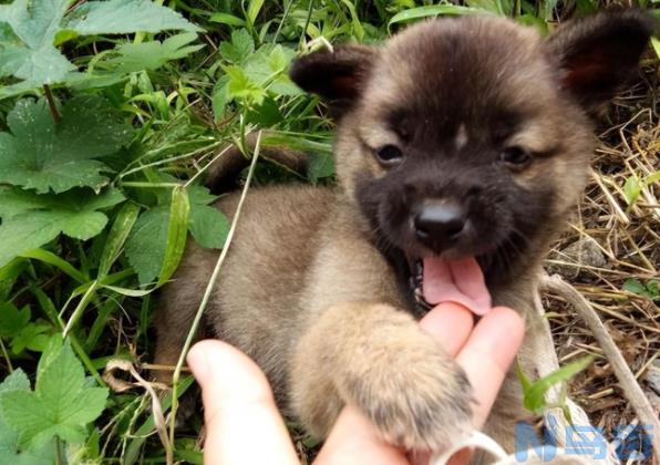 金毛算大型犬吗？