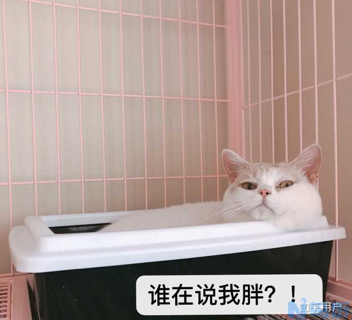 猫鼻子呼吸有声音？