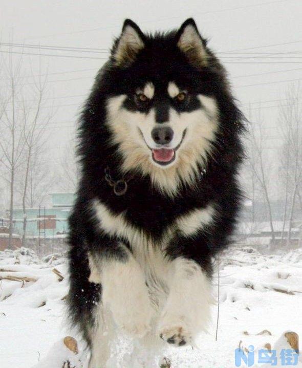 阿拉斯加幼犬护食？