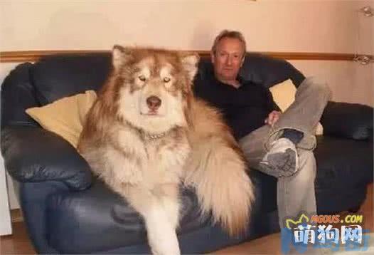 阿拉斯加犬是雪橇犬吗？