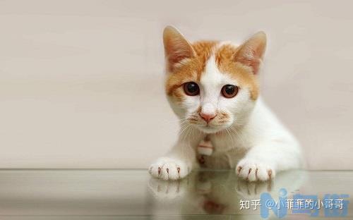 猫咪嘴巴长泡？