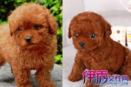 幼犬驱虫后的喂养？