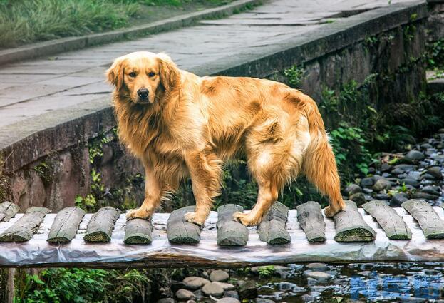 幼犬吃蛋黄会拉肚子吗？