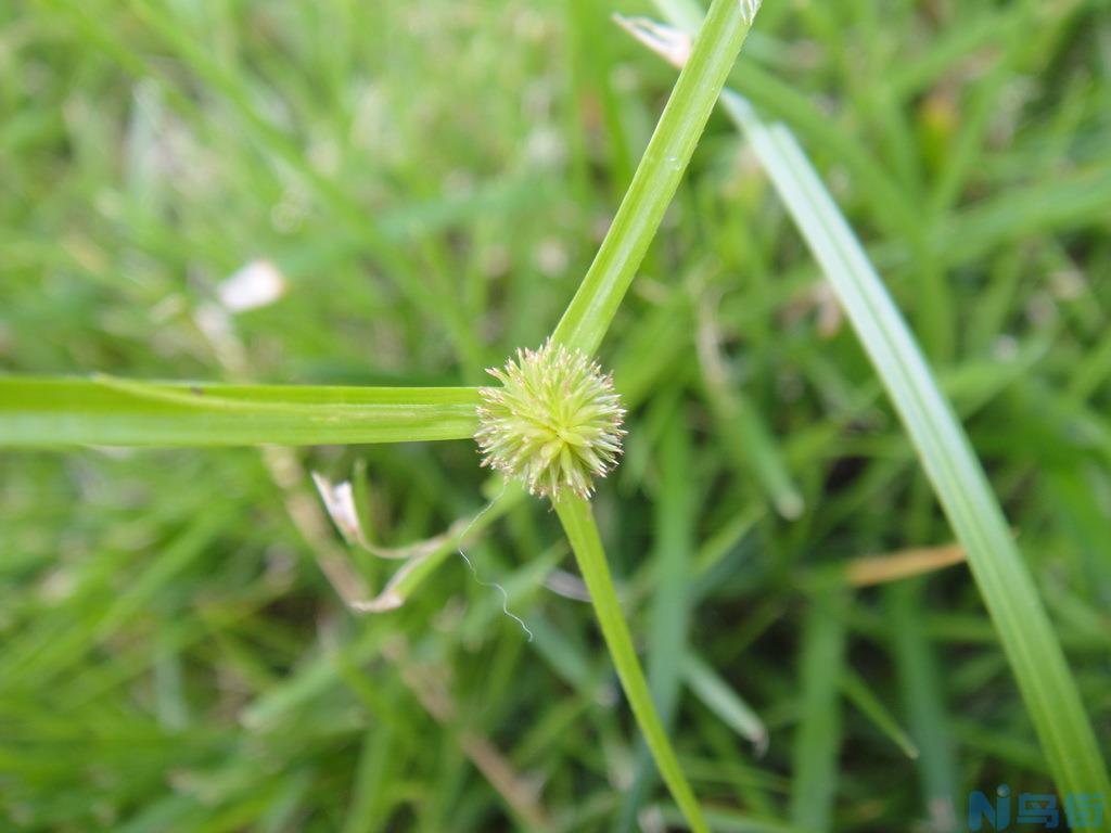 草狗尾巴短的是什么狗？