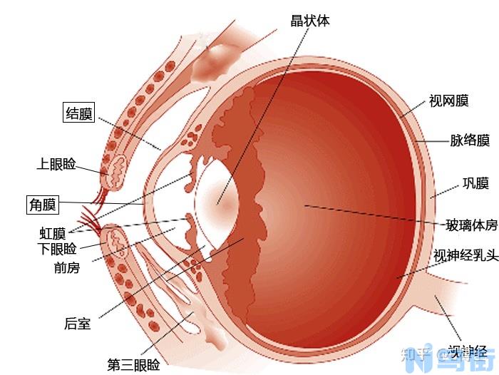 猫咪眼睛结膜炎？