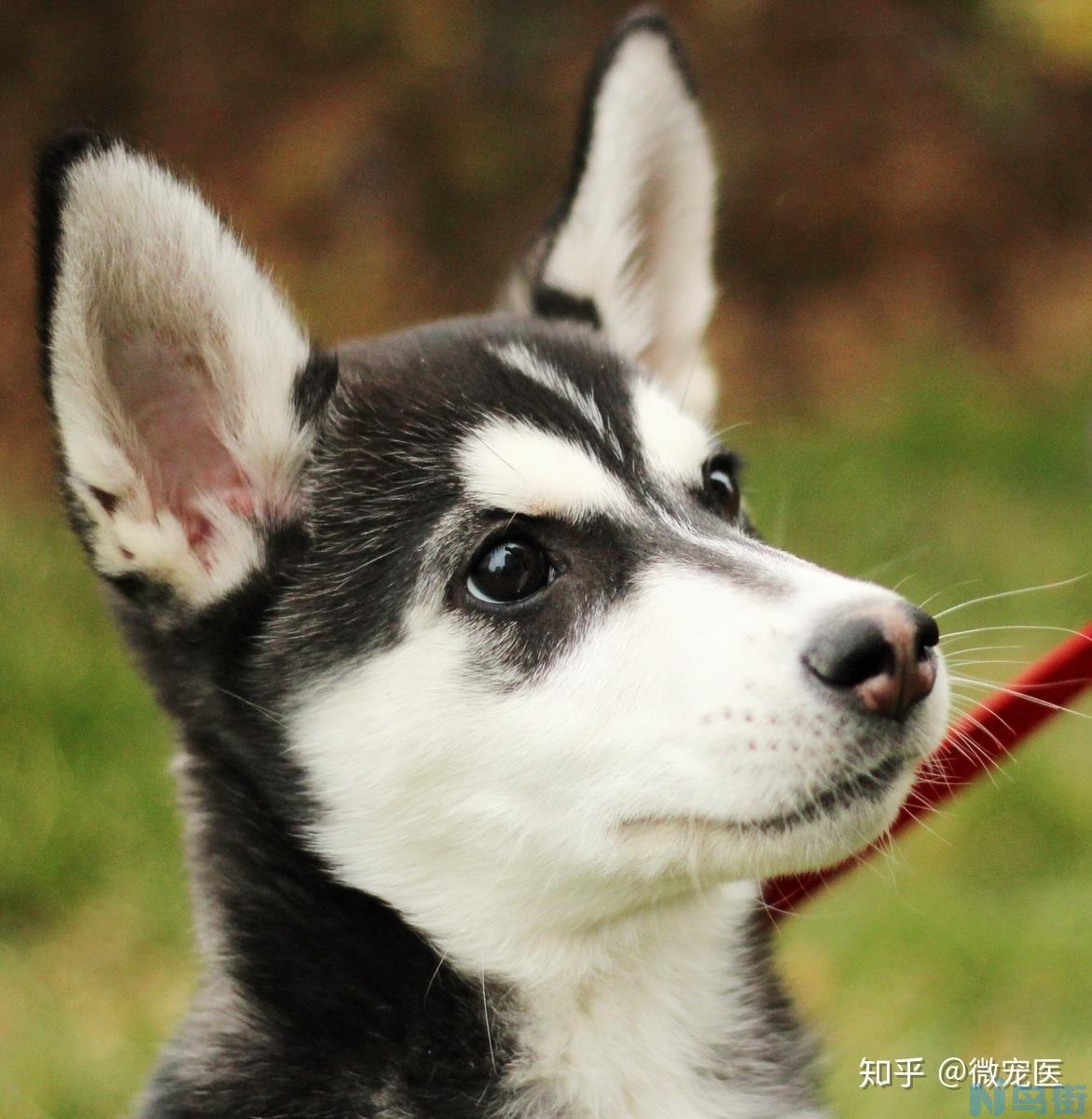 怎样检测狗是否狂犬病？