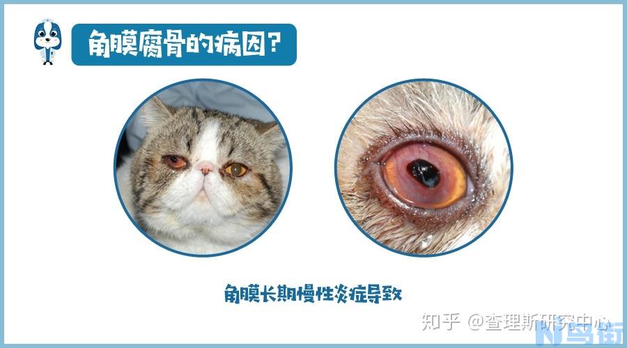 猫角膜溃疡怎么治疗？