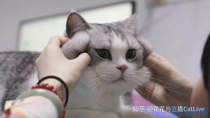 猫咪食量减少？