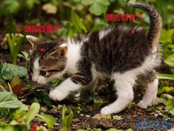 猫咪尾巴翘的很高？