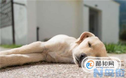 狗得狂犬病鼻子干吗？