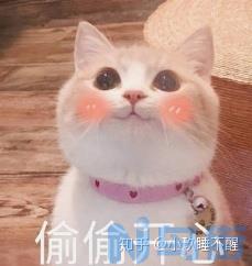 猫咪软便吃什么？