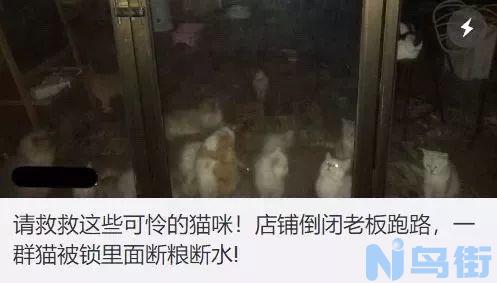 猫咪拉出的都是猫粮？