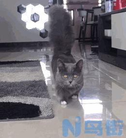 猫咪互相舔屁股？