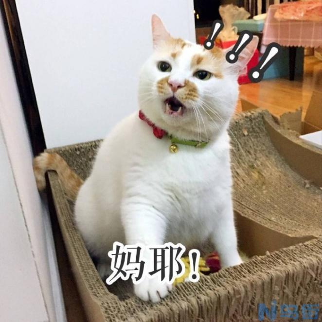 猫咪的营养餐如何搭配？