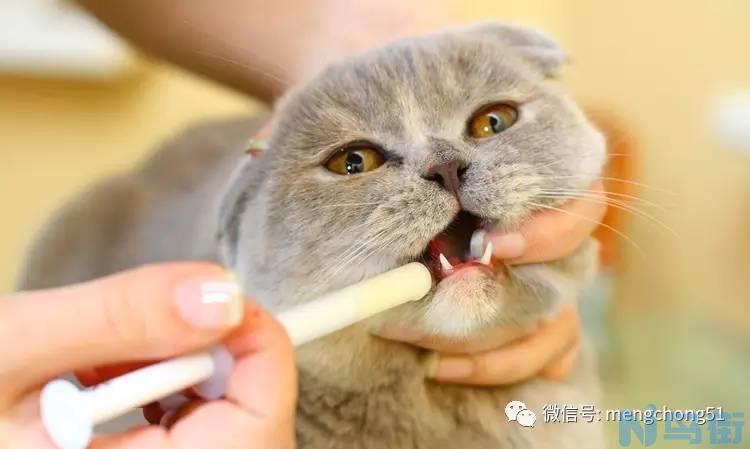 猫咪肛门有水？