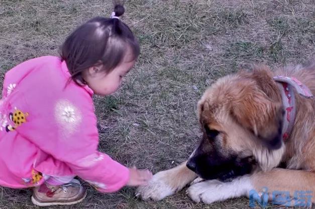 狗得狂犬病潜伏期咬人？