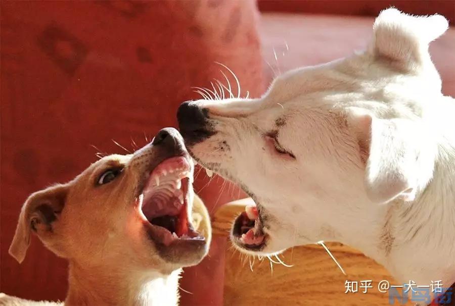 健康狗会传播狂犬病吗？