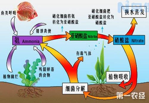 硝化细菌有哪些