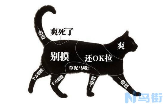 猫咪吃什么催奶？