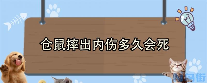 仓鼠摔出内伤多久会死？