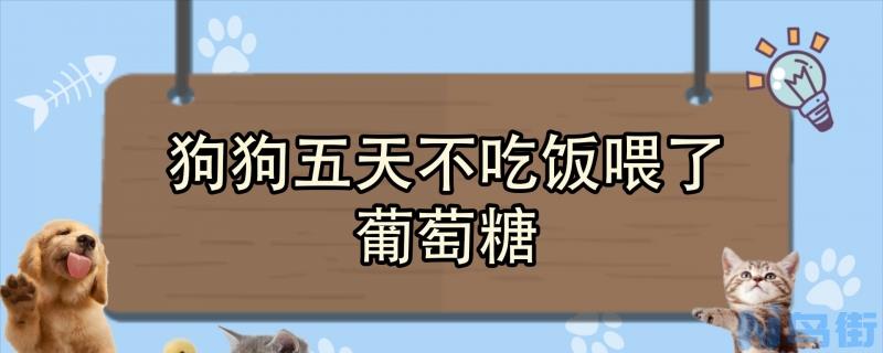 狗狗五天不吃饭喂了葡萄糖？