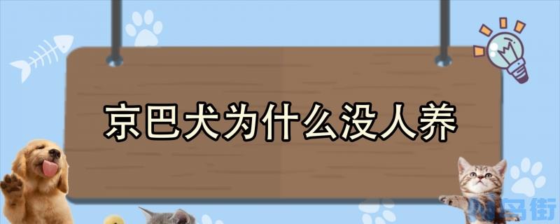 京巴犬为什么没人养？