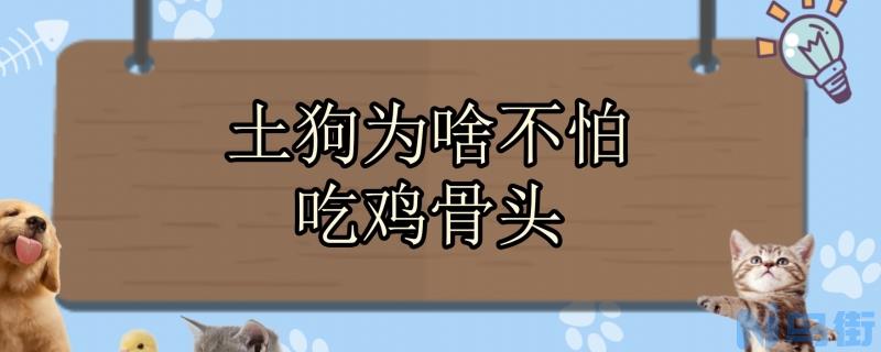 土狗为啥不怕吃鸡骨头？