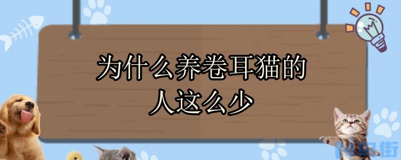 为什么养卷耳猫的人这么少？