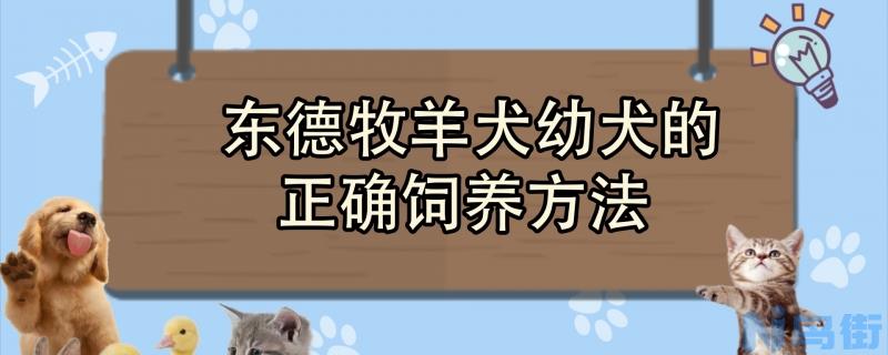 东德牧羊犬幼犬的正确饲养方法？