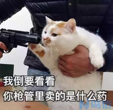 猫咪肥胖的危害？