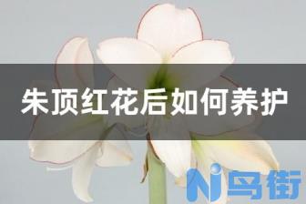 如何养好西瓜皮椒草