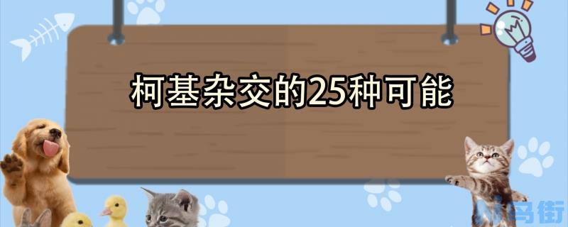 柯基杂交的25种可能？