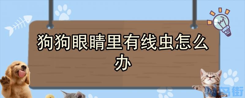 狗狗眼睛里有线虫怎么办？