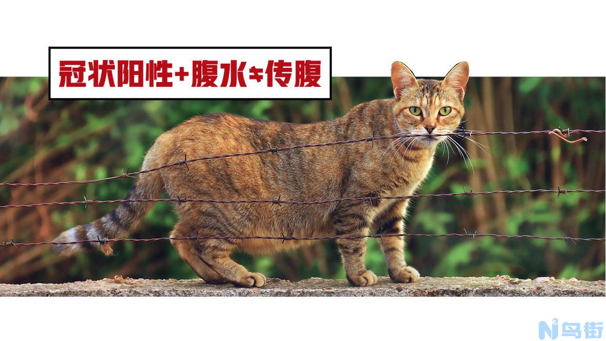 猫冠状阳性是猫传腹吗？