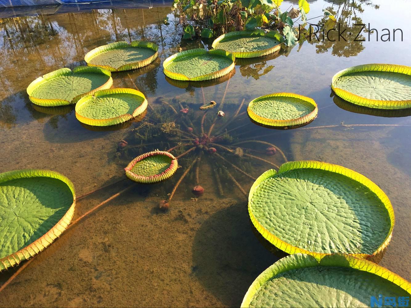 水生植物的功能介绍