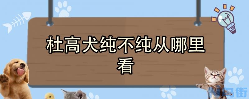 杜高犬纯不纯从哪里看？