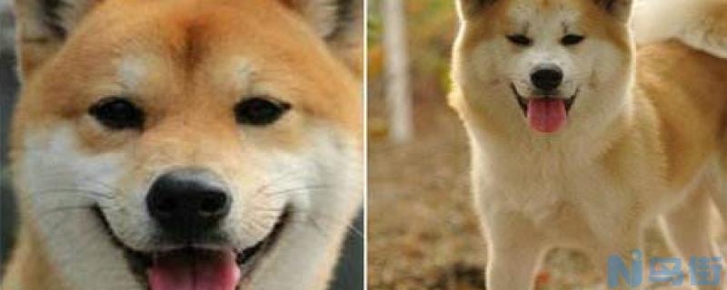 日本柴犬与秋田犬区别？